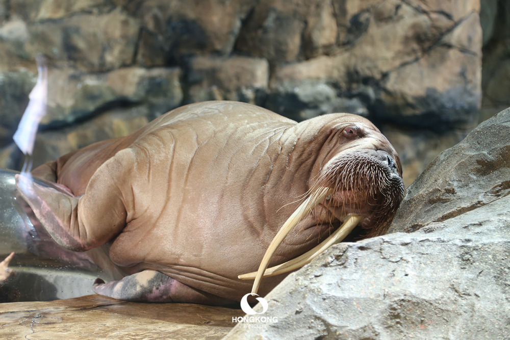 Ocean Park Hong Kong